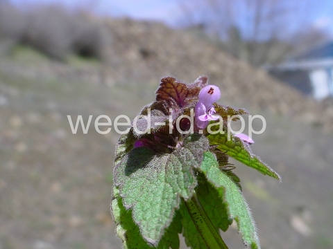 deadnettle, purple